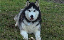 The White House Apartment - Accommodation Tasmania 7