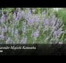 Lavender Majestic - Accommodation Tasmania