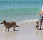 A Paradise Bungalow Waterfront - Accommodation Tasmania