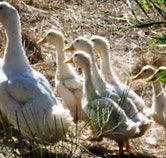 Duck Duck Goose Bed and Breakfast - Accommodation Tasmania