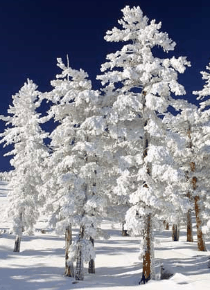 Mt Buller Apartment Management Services - Accommodation Tasmania