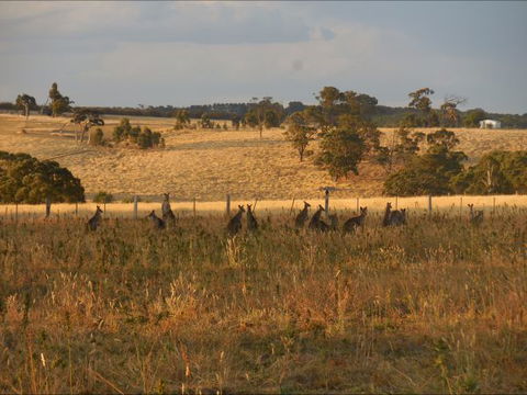 Bunjil Farm - Accommodation Tasmania 8