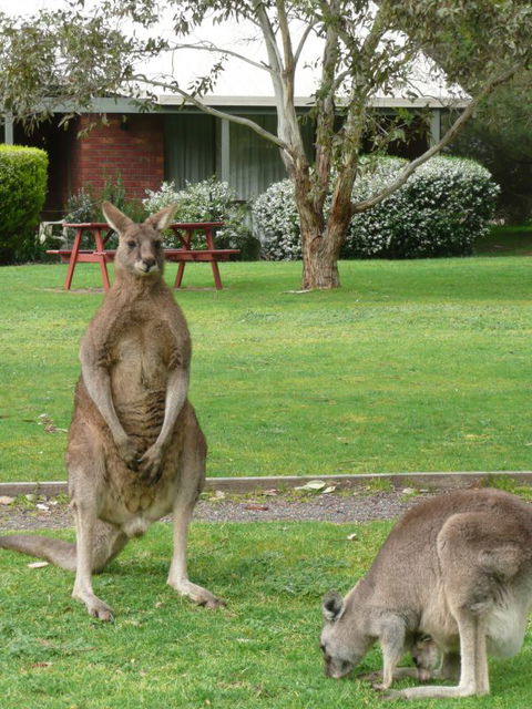 Pinnacle Holiday Lodge - Accommodation Tasmania 8