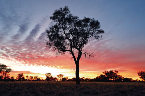 Cunnamulla Tourist Park - Accommodation Tasmania 3