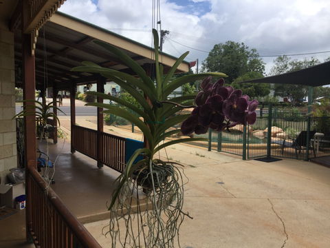 Curtain Fig Motel Yungaburra - Accommodation Tasmania 2