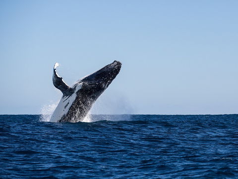 Sal Salis Ningaloo Reef - Accommodation Tasmania 2