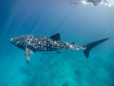 Sal Salis Ningaloo Reef - Accommodation Tasmania 6