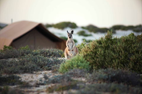 Sal Salis Ningaloo Reef - Accommodation Tasmania 10