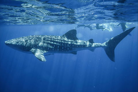 Sal Salis Ningaloo Reef - Accommodation Tasmania 11
