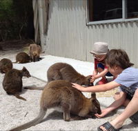 The Patriarch Wildlife Sanctuary Camping Ground - Accommodation Tasmania