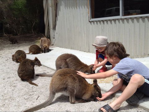 The Patriarch Wildlife Sanctuary Camping Ground - Accommodation Tasmania 0