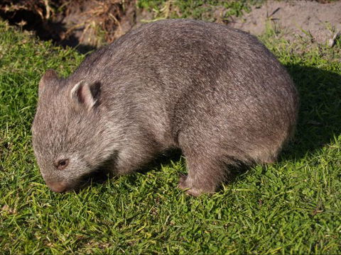 The Patriarch Wildlife Sanctuary Camping Ground - Accommodation Tasmania 2