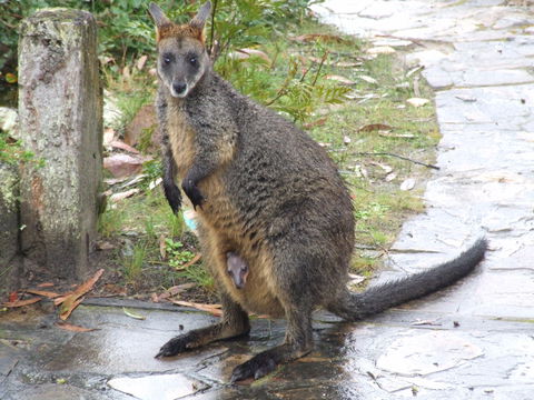 Aquila Eco Lodges - Accommodation Tasmania 4