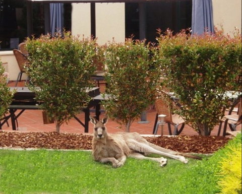 Alpha Canberra Hotel - Accommodation Tasmania 0