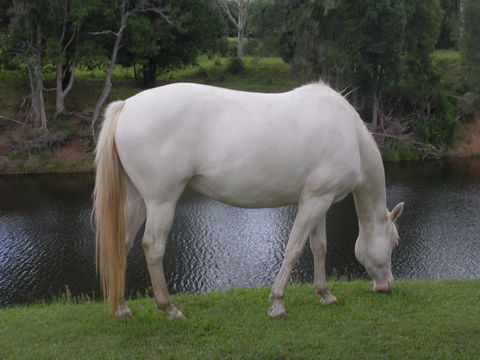 Imbil Bridge Farm And Homestead - Accommodation Tasmania 1
