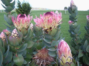 Stargazers - Accommodation Tasmania 3