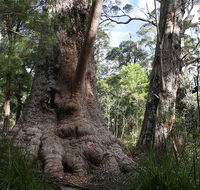 Valley of the Giants Cottage - Accommodation Tasmania