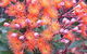 Nutkin Lodge - thumb 5