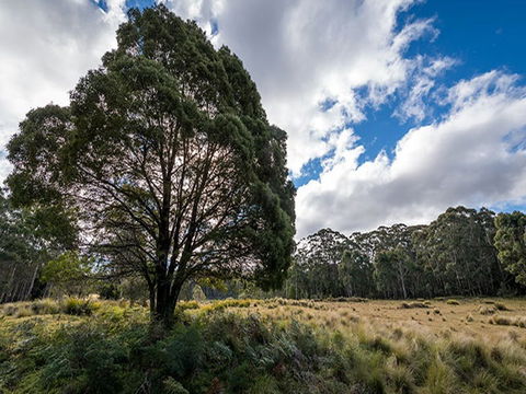 Nunnock Campground - Accommodation Tasmania 0