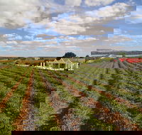 1837 Barossa Luxury Vineyard Cottages - Accommodation Tasmania
