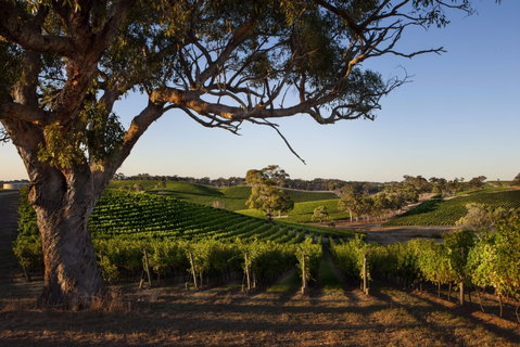 Longview Vineyard Accommodation - Accommodation Tasmania 2