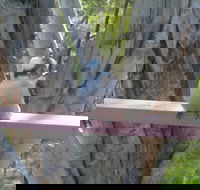 Kookaburra Dreaming - Accommodation Tasmania