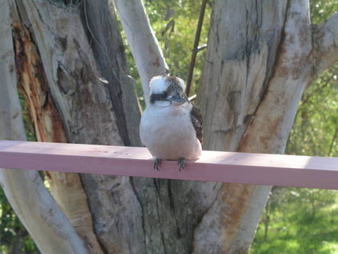 Kookaburra Dreaming - Accommodation Tasmania 0