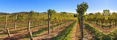 De Vine Escape - Accommodation Tasmania 4