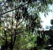 Mallacootas Shady Gully Caravan Park - Accommodation Tasmania