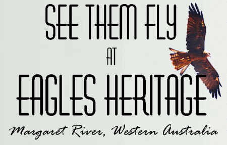 Eagles Heritage Raptor Wildlife Centre - Accommodation Tasmania