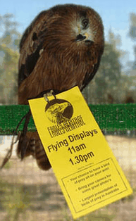 Eagles Heritage Raptor Wildlife Centre - Accommodation Tasmania 1