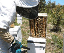 The House of Honey - Accommodation Tasmania