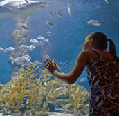 The Aquarium of Western Australia - Accommodation Tasmania