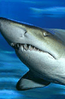 The Aquarium Of Western Australia - Accommodation Tasmania 2