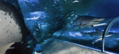 The Aquarium Of Western Australia - Accommodation Tasmania 3