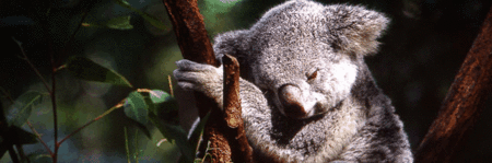 Koala and River Cruise by Mirimar Cruises - Accommodation Tasmania