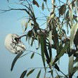 Dianne Tanzer Gallery & Projects - Accommodation Tasmania 1