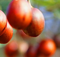Tropical Fruit World - Accommodation Tasmania