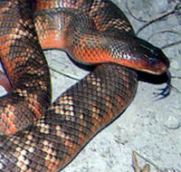 Armadale Reptile  Wildlife Centre - Accommodation Tasmania