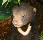 Perth Zoo - Accommodation Tasmania 0