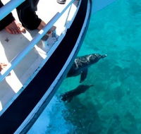 Pelican Charters - Accommodation Tasmania