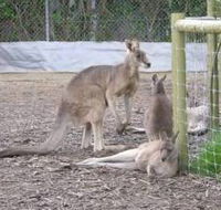 Jirrahlinga Koala  Wildlife Sanctuary - Accommodation Tasmania