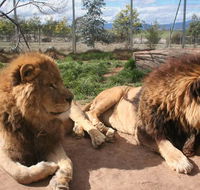 Mansfield Zoo - Accommodation Tasmania