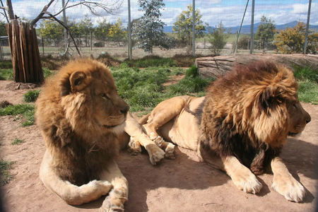 Mansfield Zoo - Accommodation Tasmania 0
