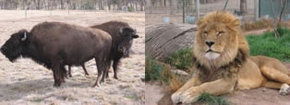 Mansfield Zoo - Accommodation Tasmania 3