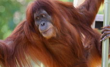 Melbourne Zoo - Accommodation Tasmania 1