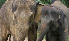Melbourne Zoo - Accommodation Tasmania 3