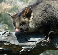 Moonlit Sanctuary Wildlife Conservation Park - Accommodation Tasmania