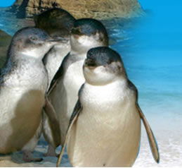Phillip Island Penguin Parade - Accommodation Tasmania 0