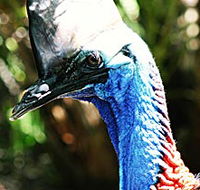 Alma Park Zoo - Accommodation Tasmania